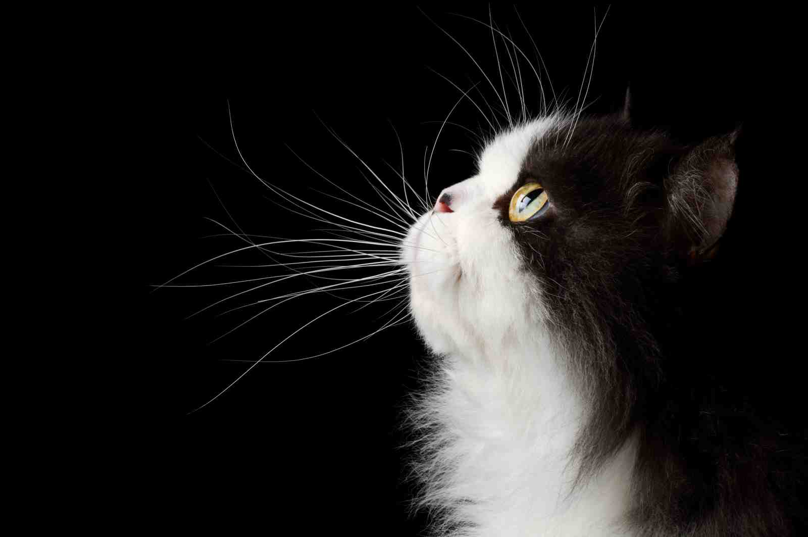 Elegant Black and White Cat Whiskers Wall Art
