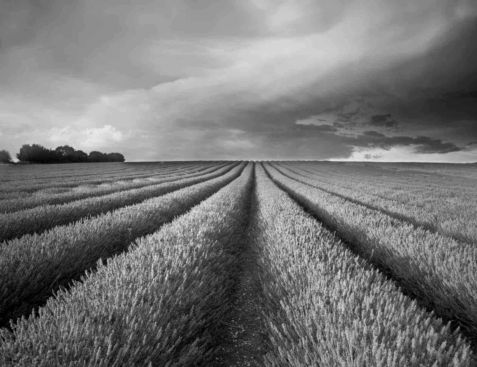 Moody Lavender Field Black and White Wall Art
