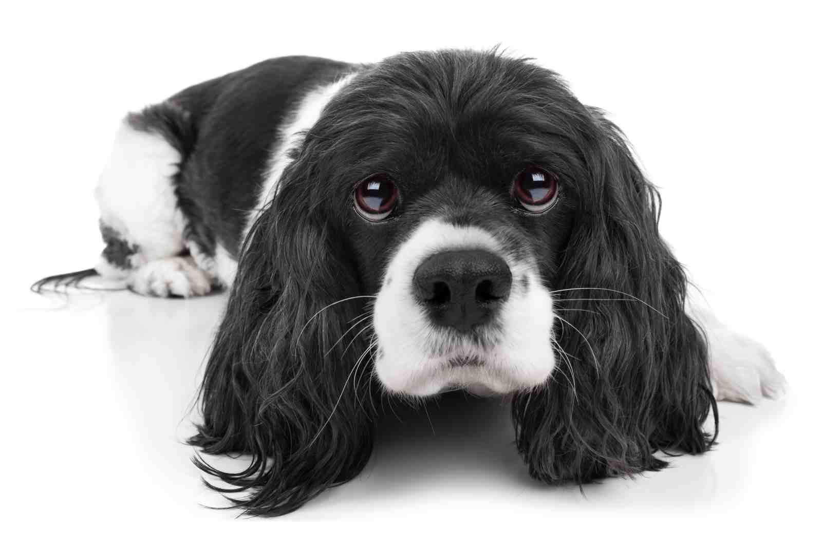 Adorable Cocker Spaniel Dog Portrait Wall Art