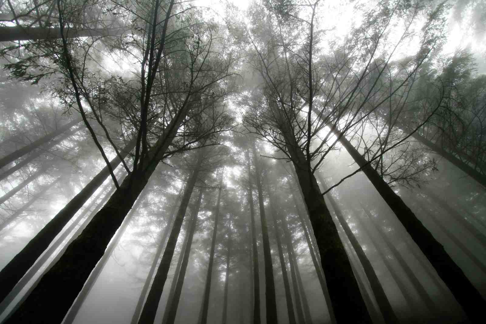 Misty Forest Serenity Wall Art
