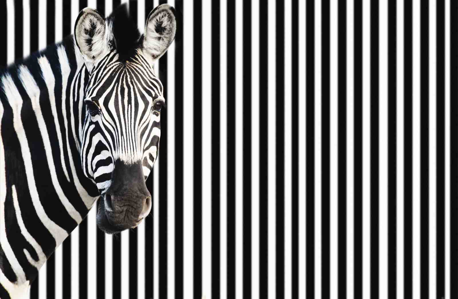Striking Zebra Portrait Black White Stripe Wall Art