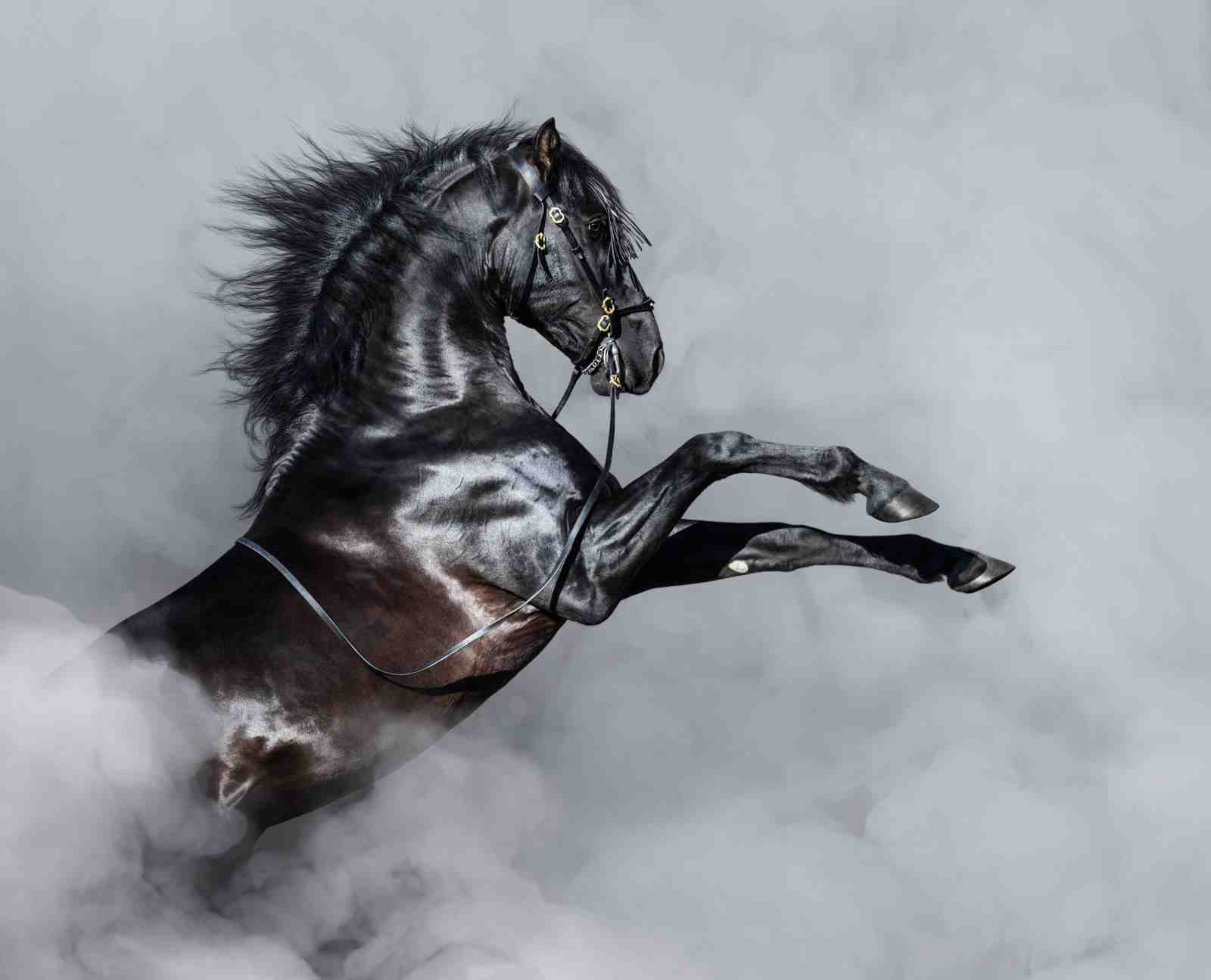 Majestic Black Stallion Rearing Horse Wall Art