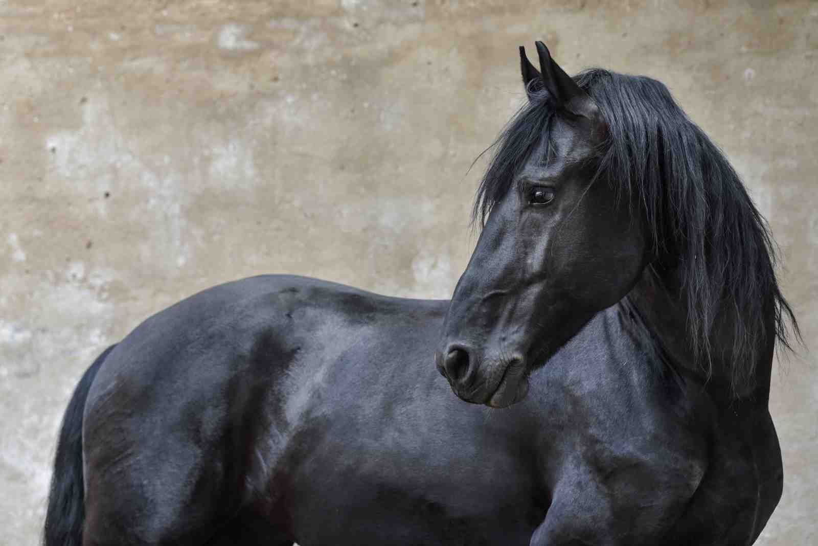 Majestic Black Horse Portrait Wall Art