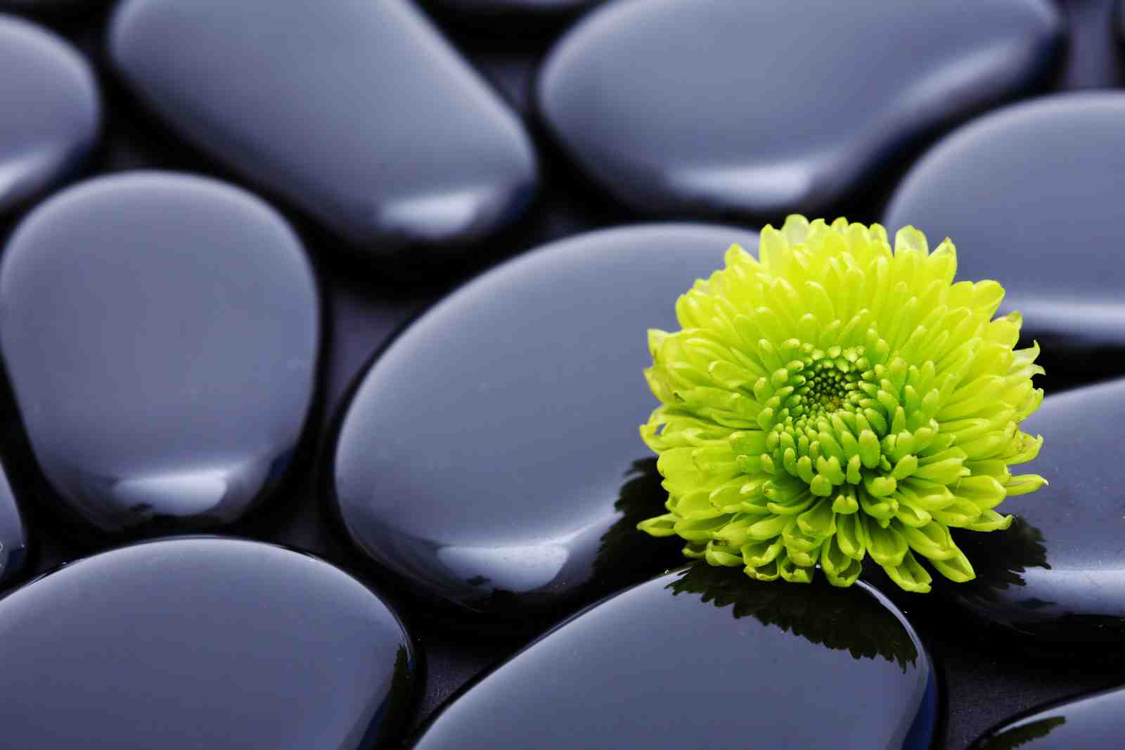 Serene Zen Flower & Stones Wall Art
