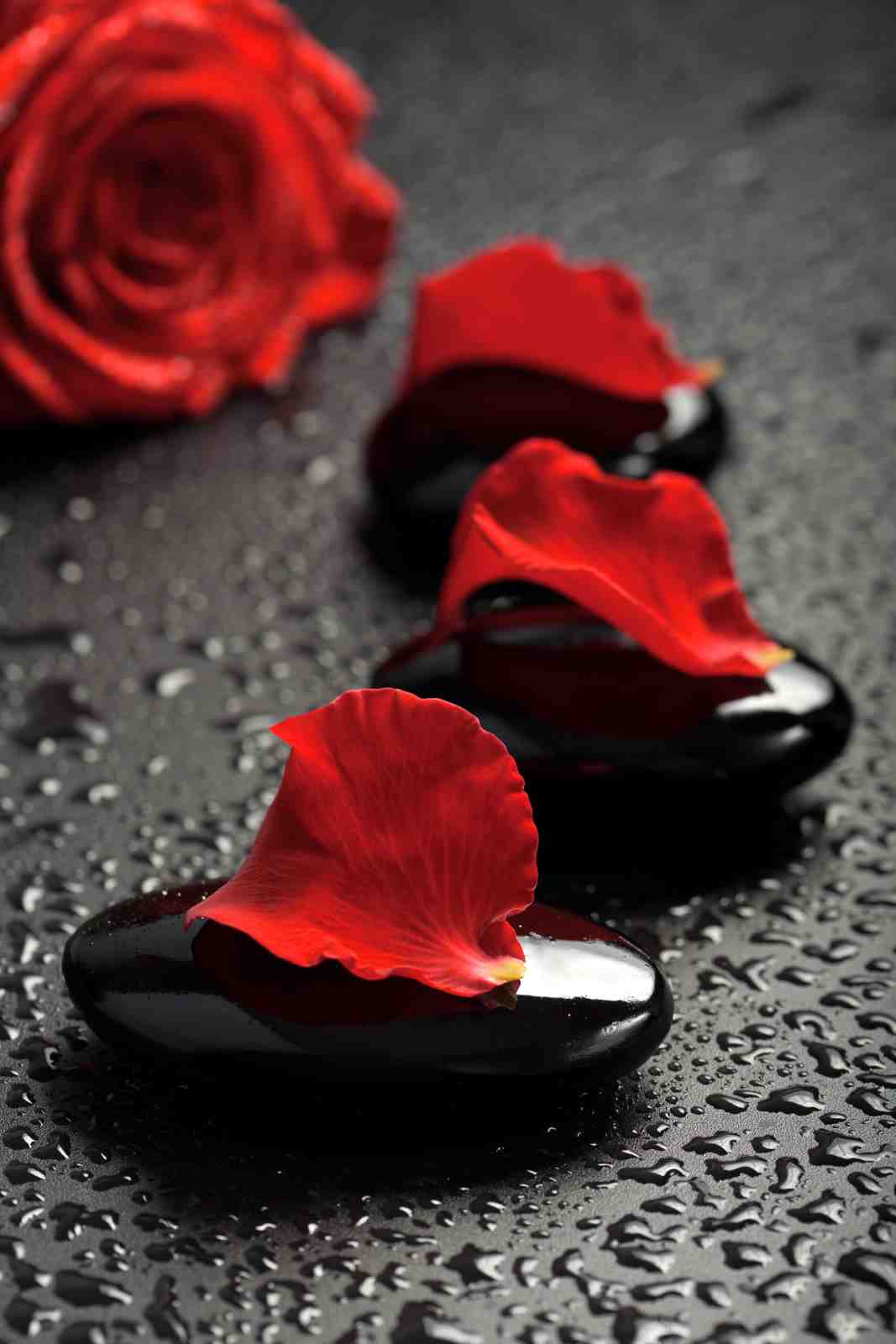 Elegant Red Rose & Petals Wall Art