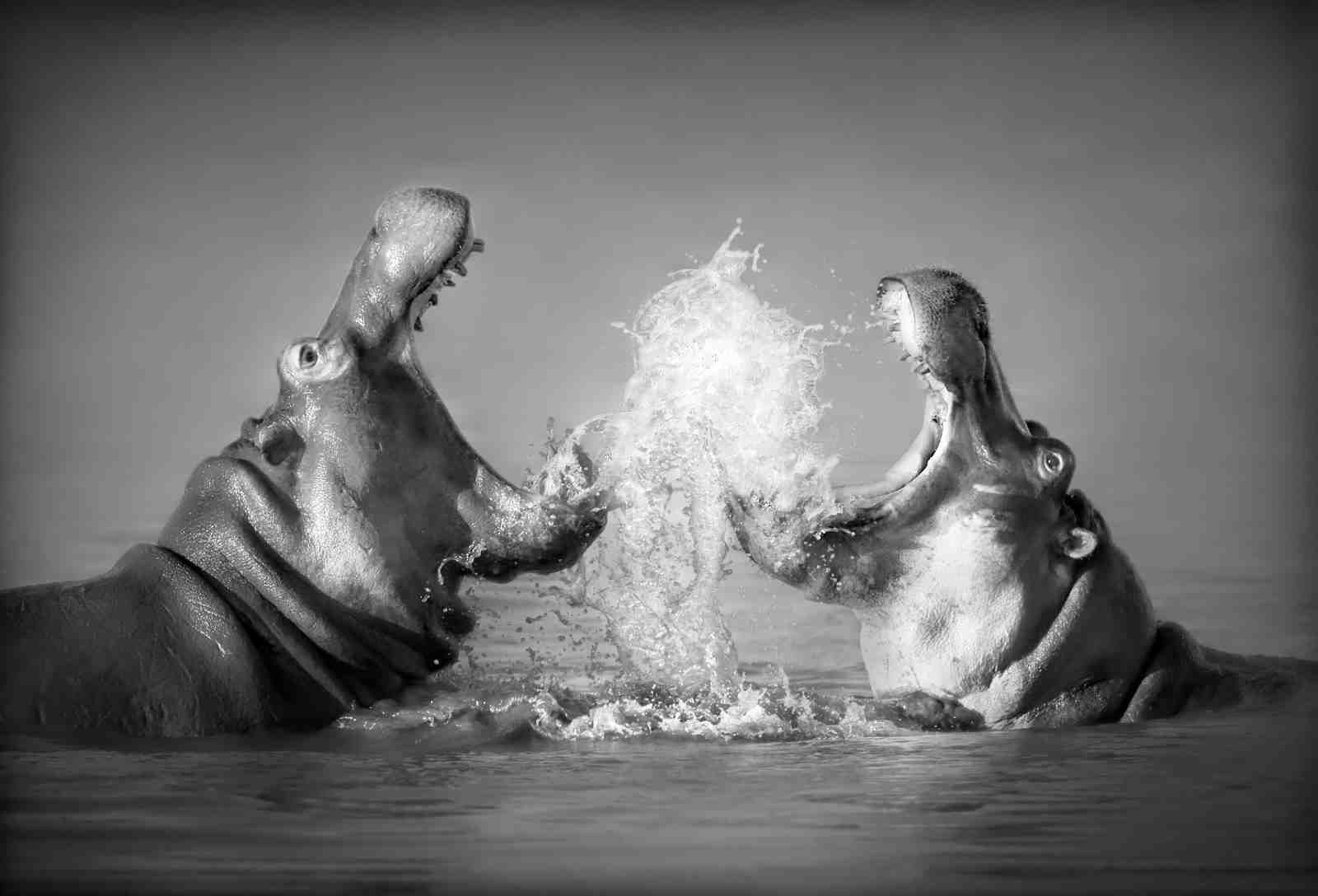Dramatic Hippo Battle Black & White Wall Art
