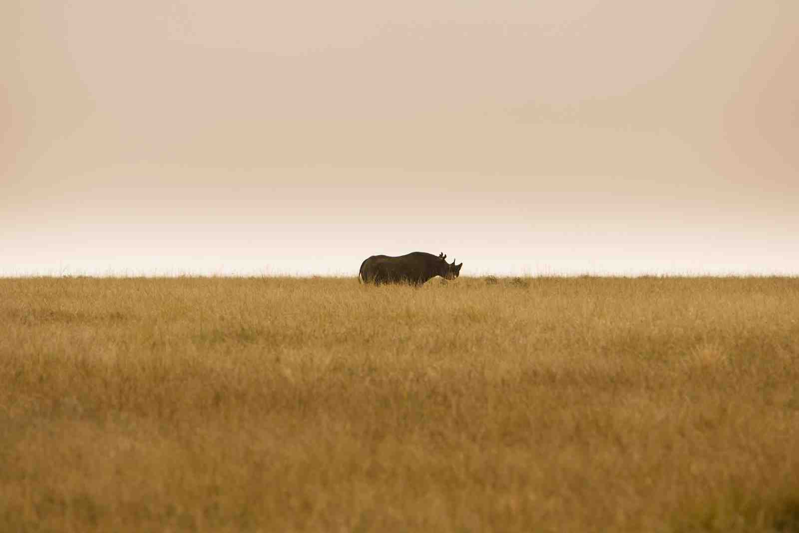 Majestic Rhino Safari Landscape Wall Art