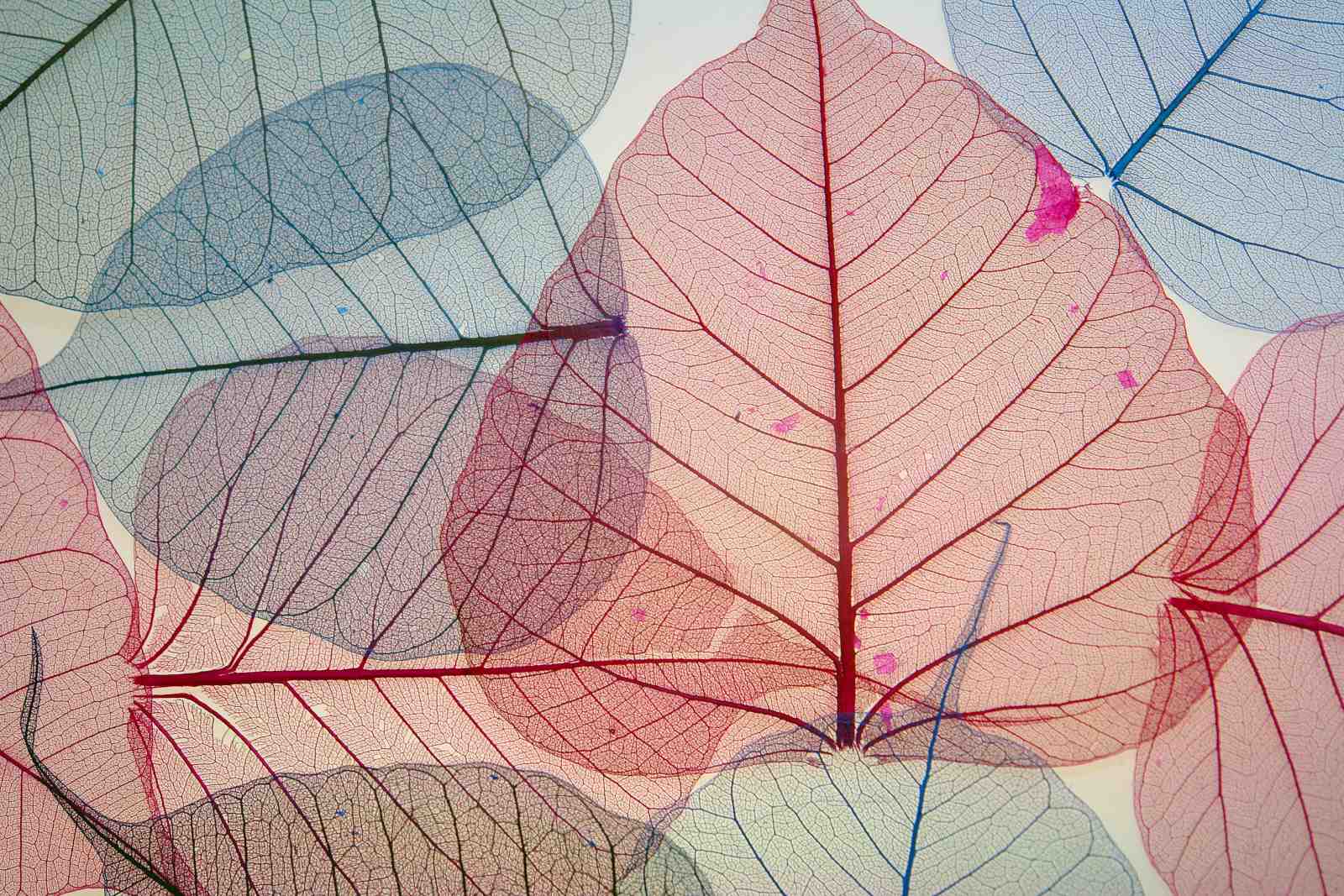 Botanical Skeleton Leaves Art Wall Art