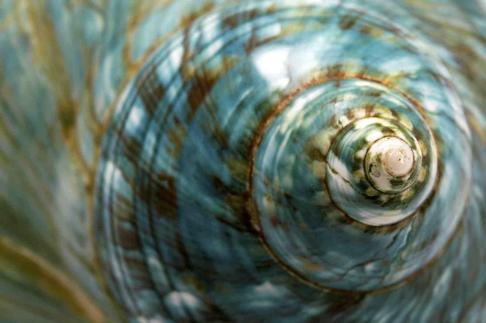 Turquoise Seashell Spiral Wall Art