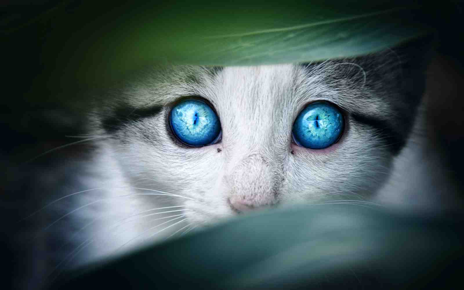 Mesmerizing Blue Eyes Cat Wall Art Art