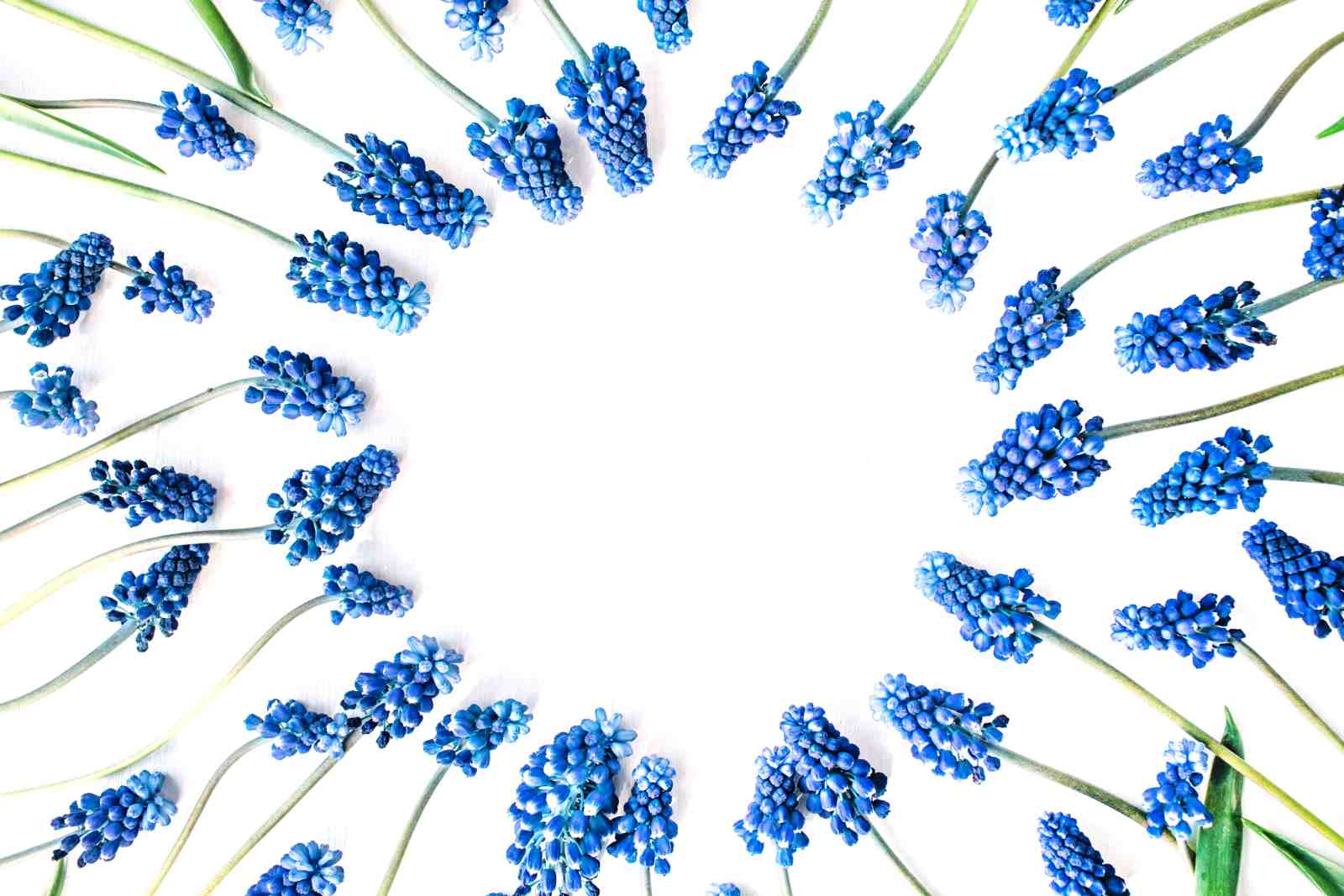 Vibrant Blue Muscari Blooms Nature Wall Art