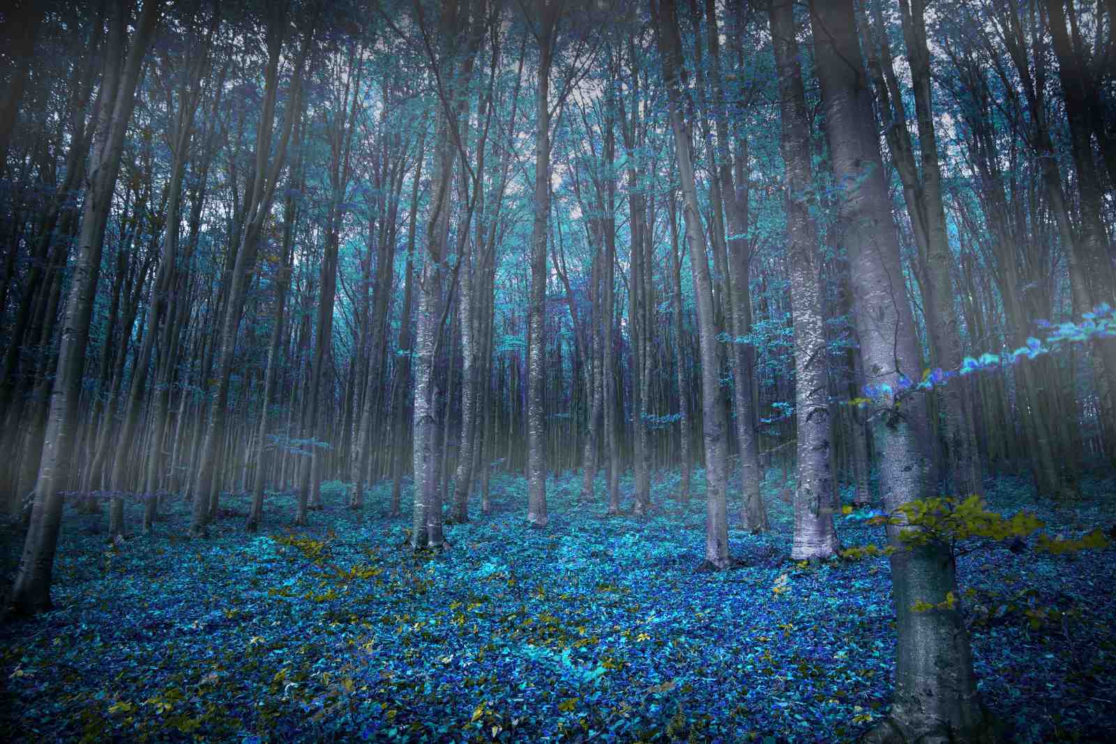 Mystic Forest Enchanted Blue Leaves Wall Art