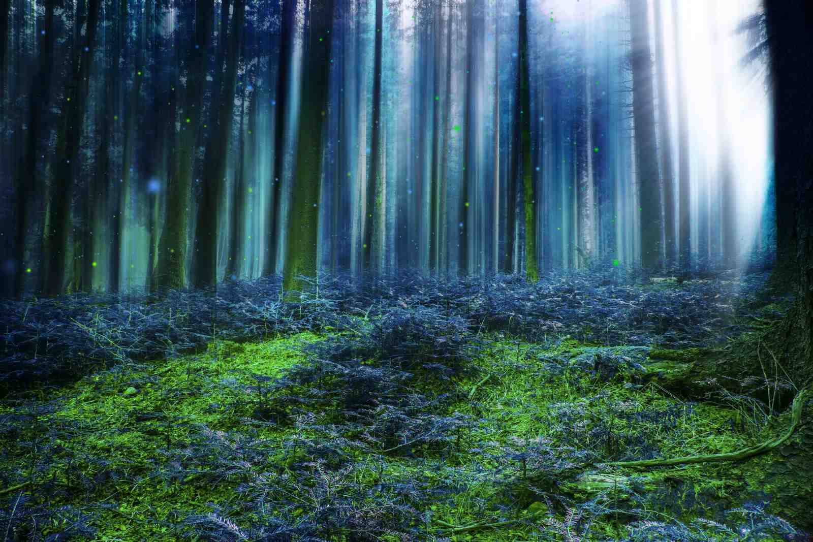 Enchanted Forest Wall Art Wall Art