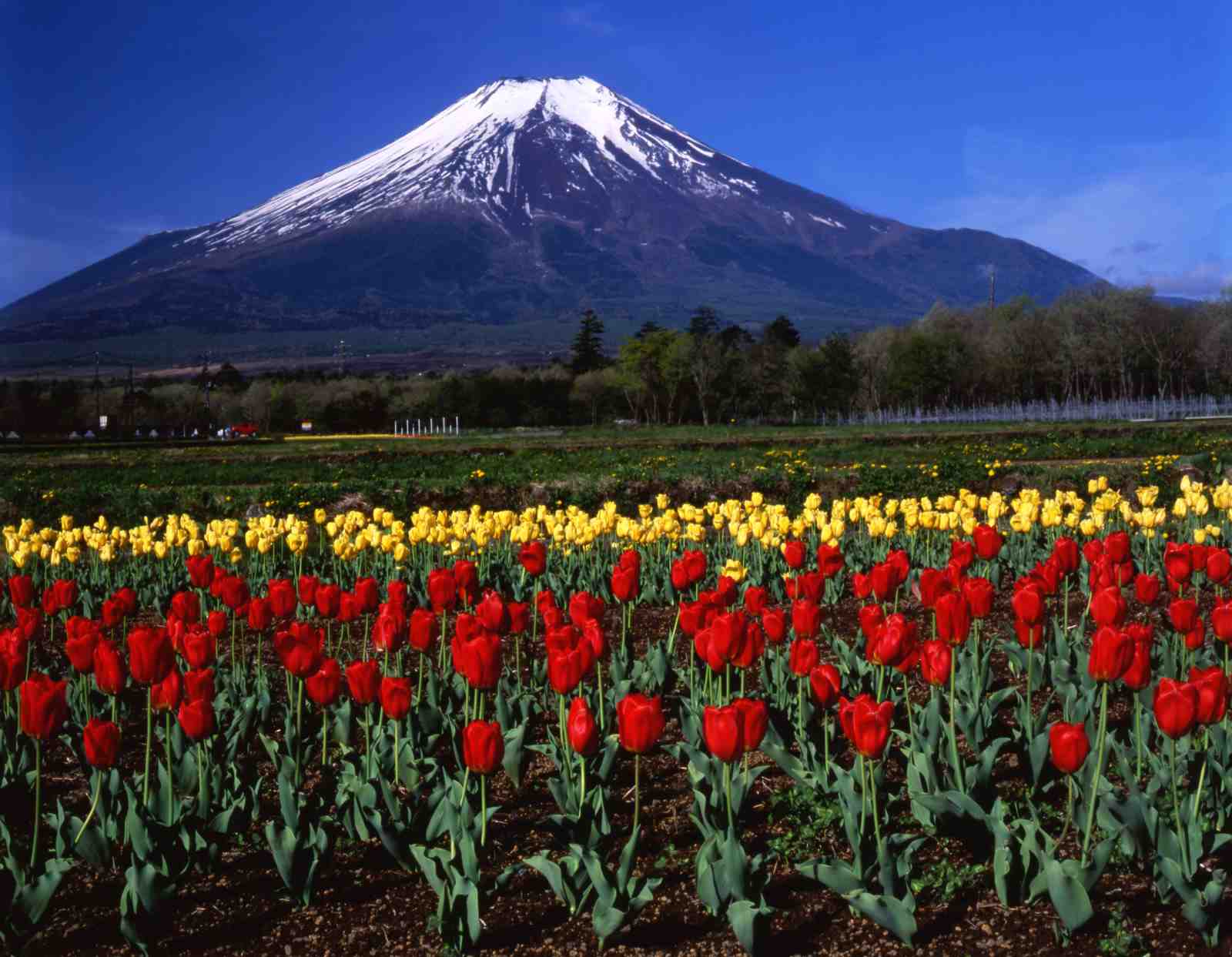 Mount Fuji Tulip Field Wall Art