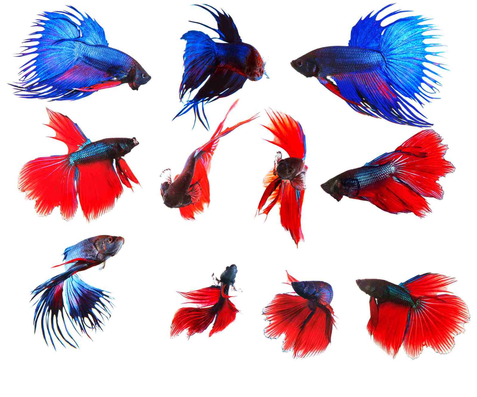 Vibrant Betta Fish Collage Wall Art