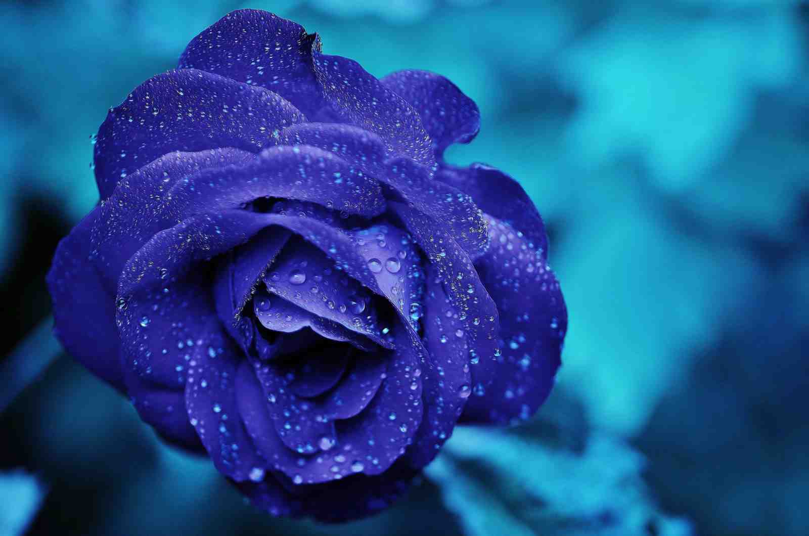Velvet Blue Rose Dewdrops Wall Art