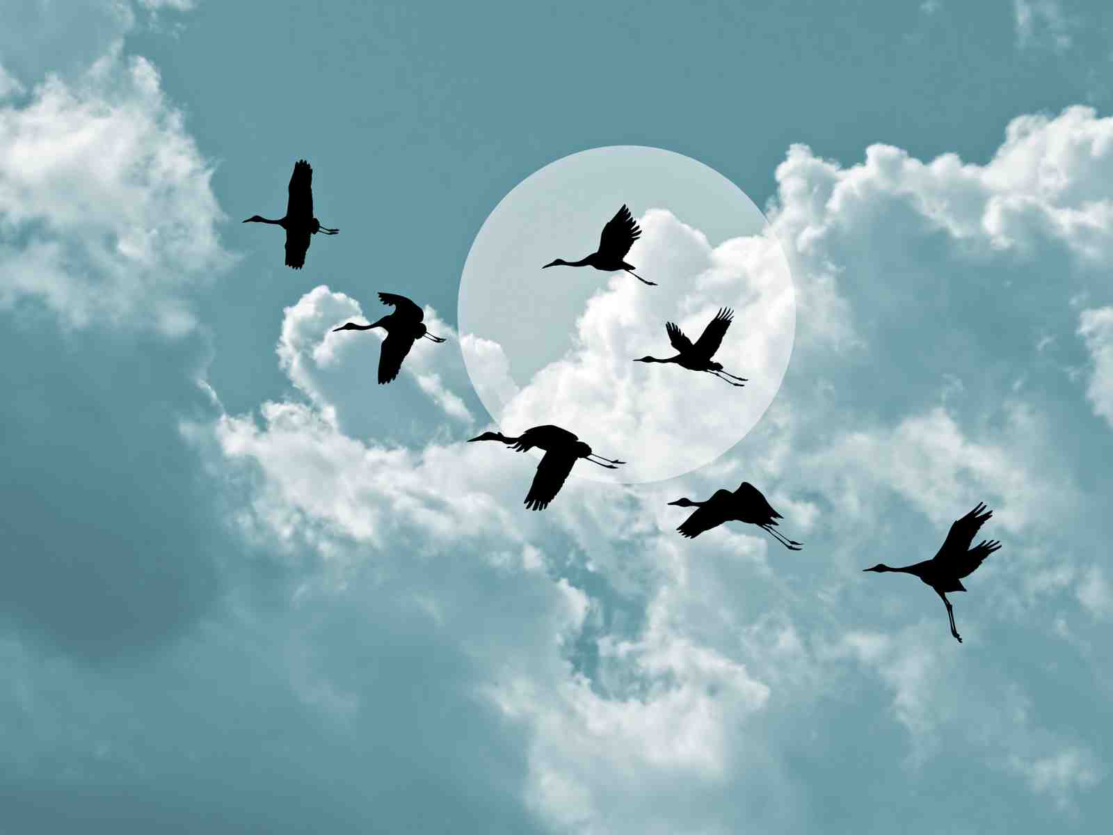 Majestic Cranes Flying Wall Art