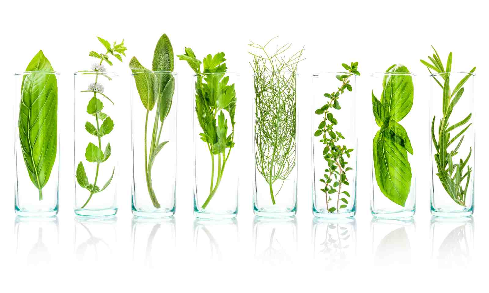 Fresh Herb Collection Botanical Wall Art