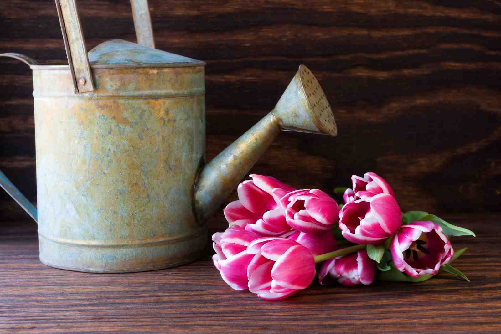 Vintage Watering Can & Tulips Wall Art