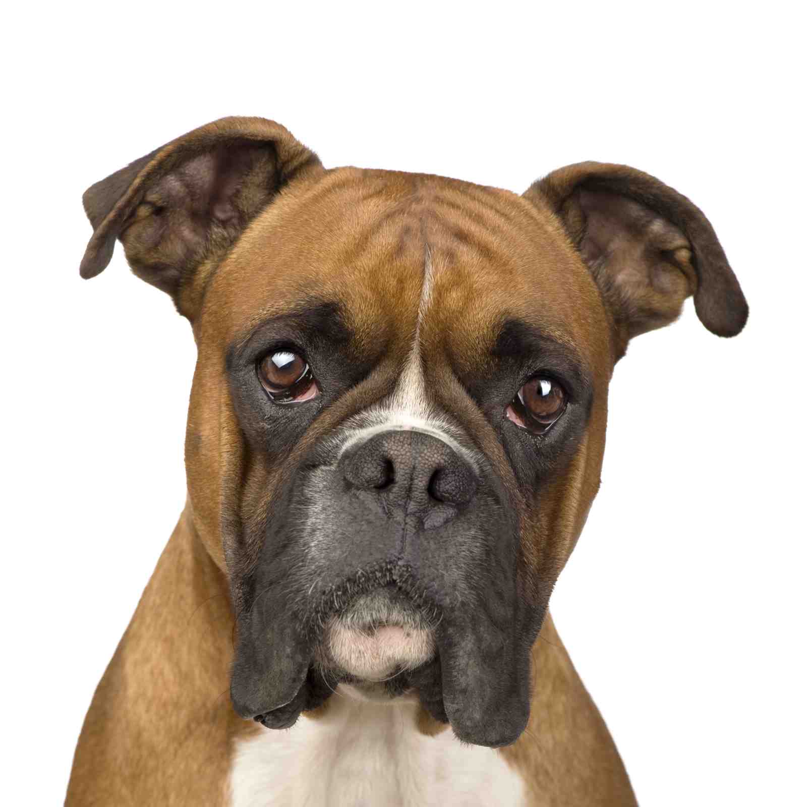 Charming Boxer Dog Portrait Wall Art