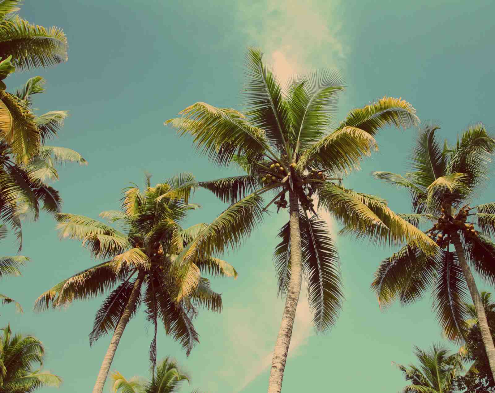 Serene Tropical Palm Trees Wall Art