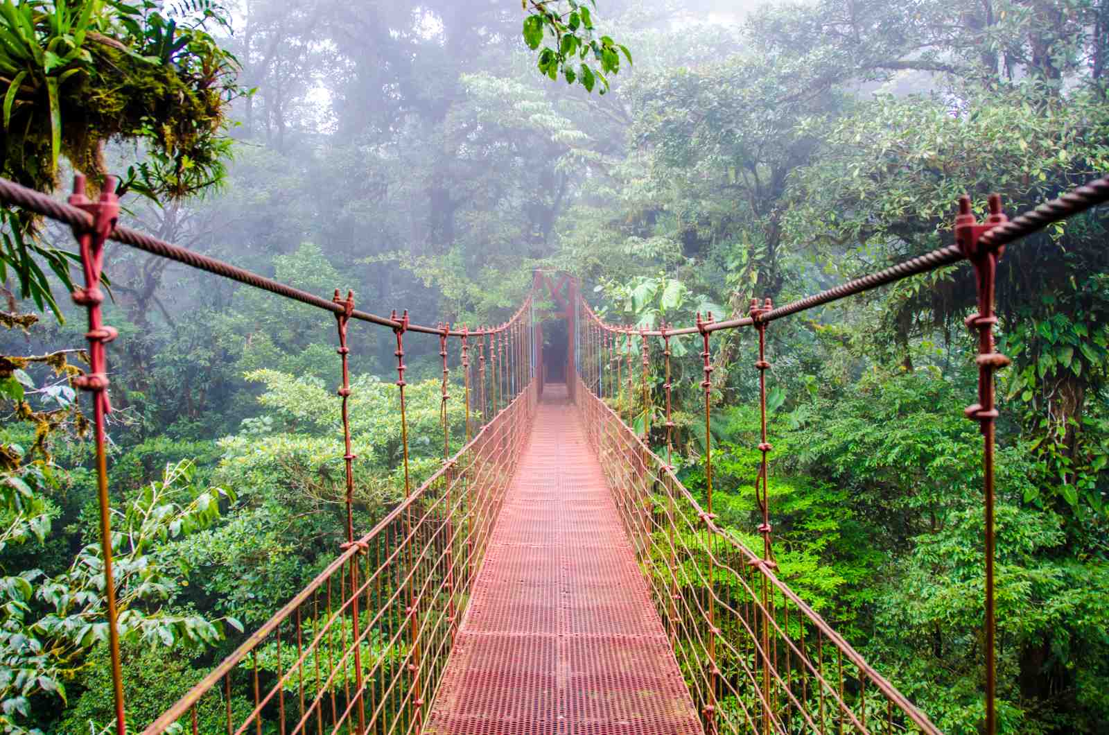 Misty Rainforest Hanging Bridge Wall Art