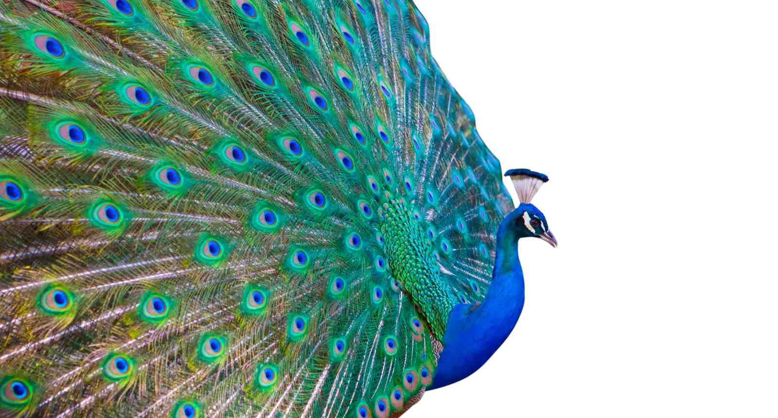 Majestic Peacock Feather Display Wall Art