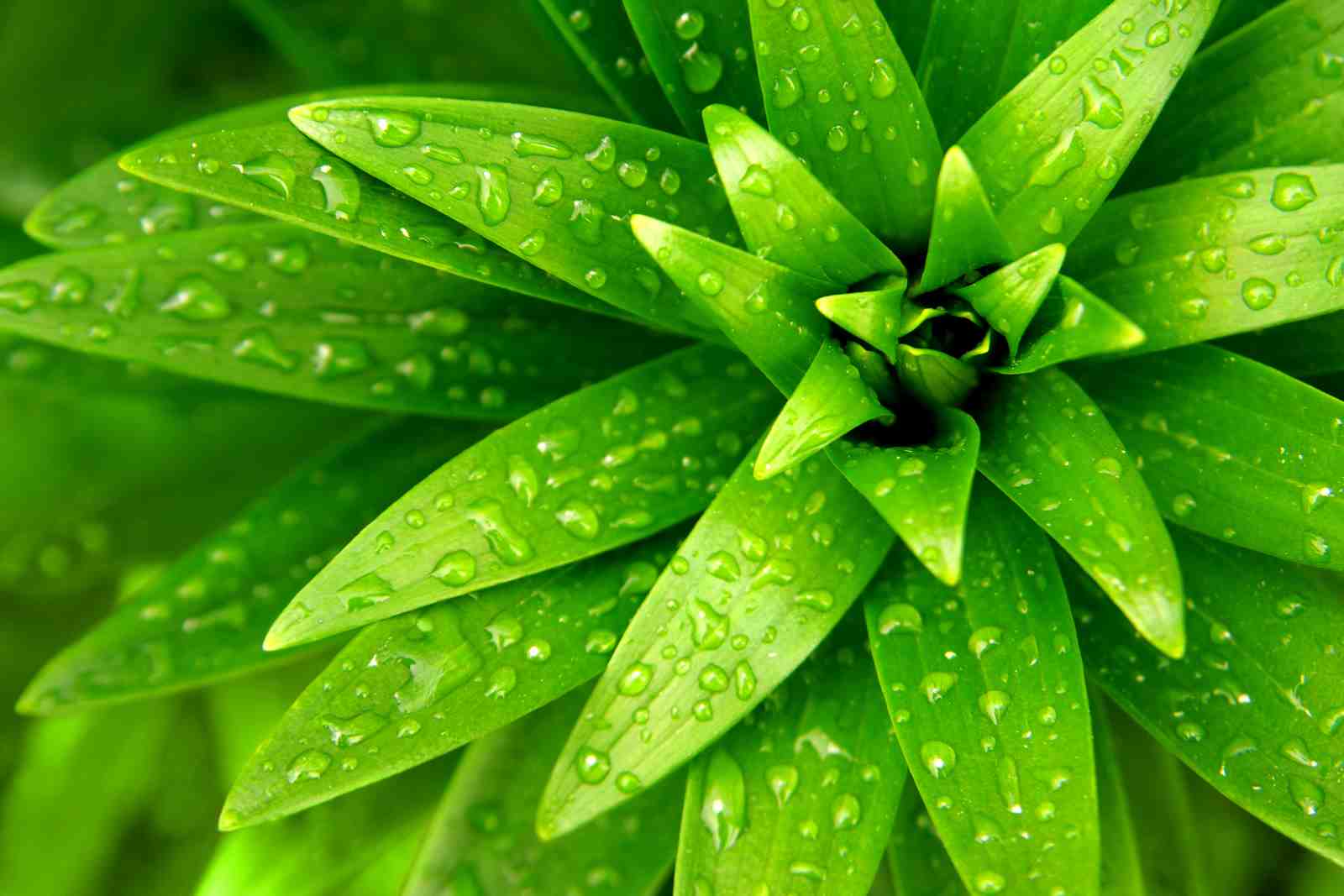 Lush Green Leaves Dew Drops Wall Art