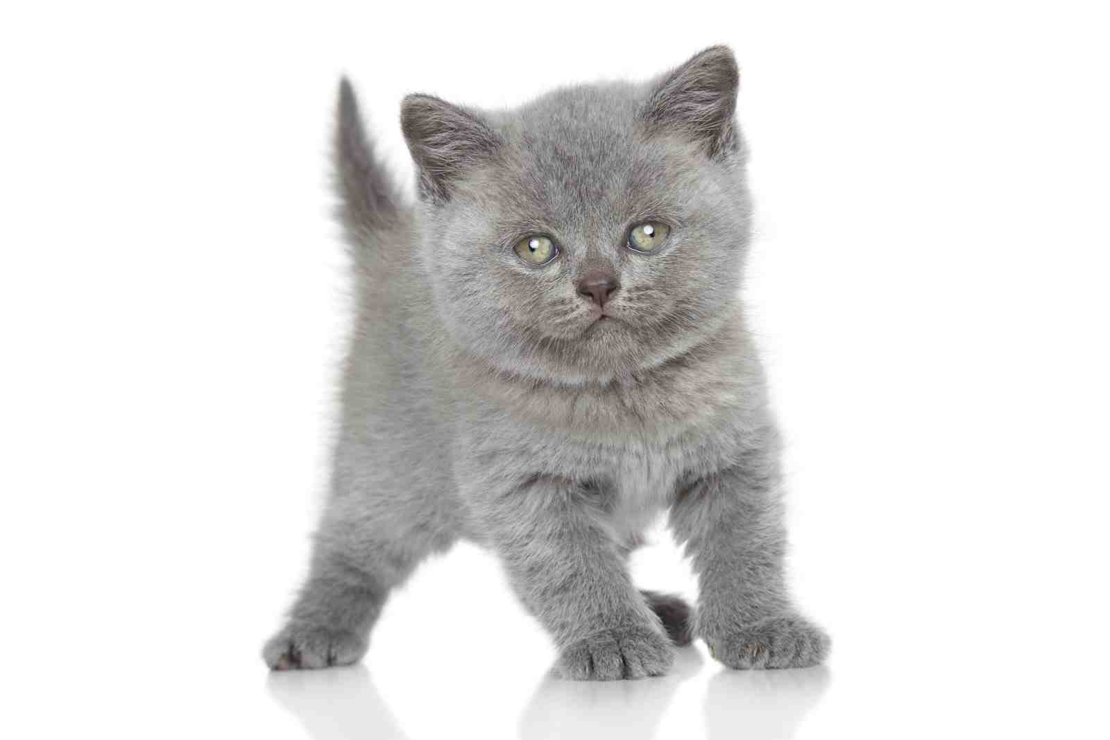 Adorable Grey Kitten Wall Art
