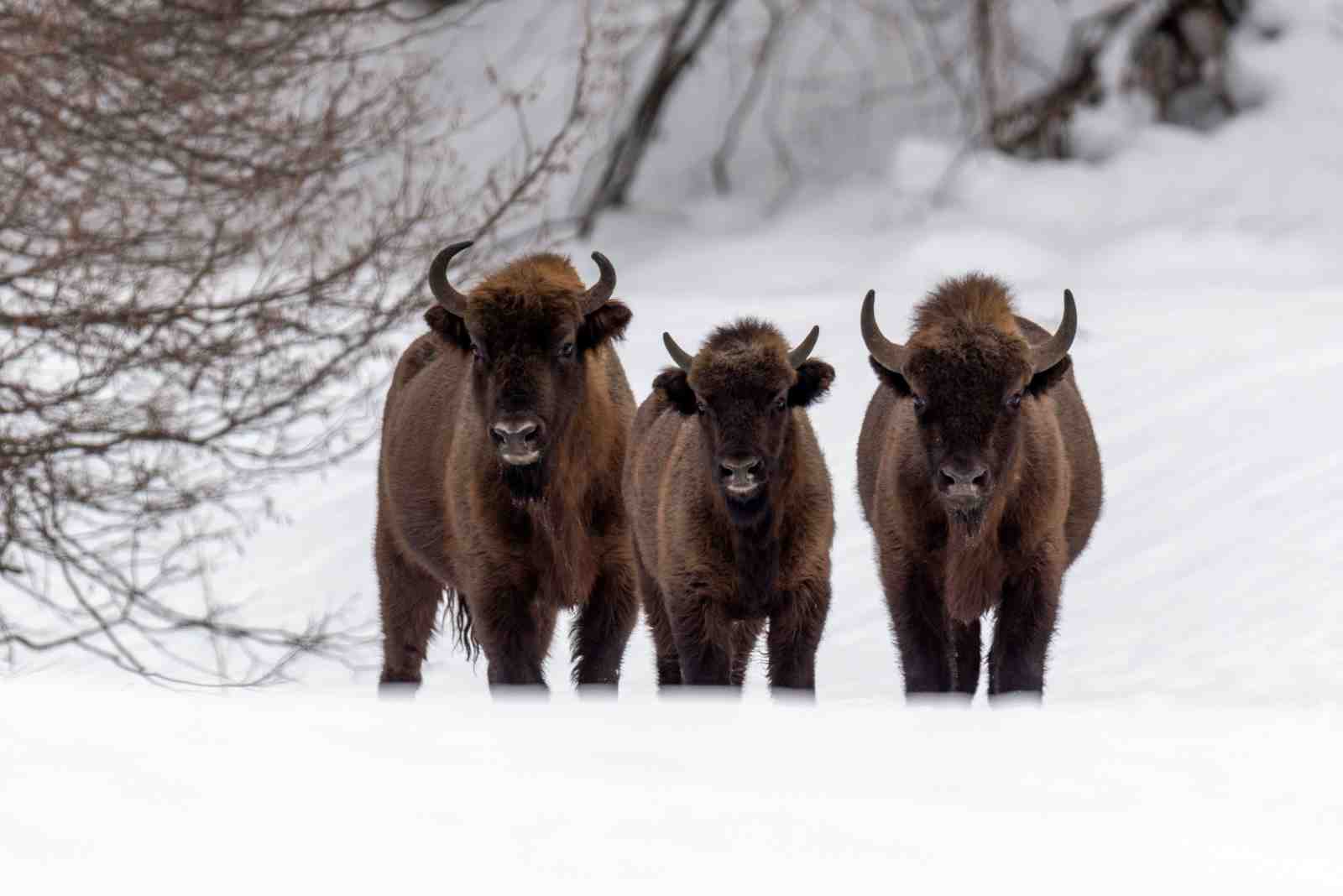 Majestic Bison Herd Snowy Landscape Wall Art