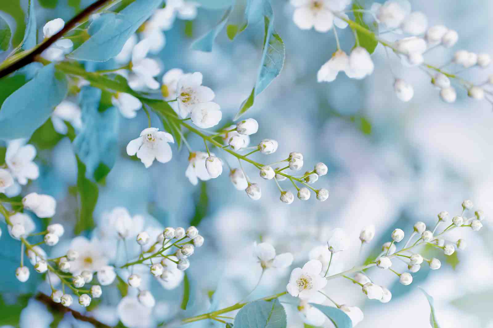 Spring Blossom Delicate White Flower Wall Art