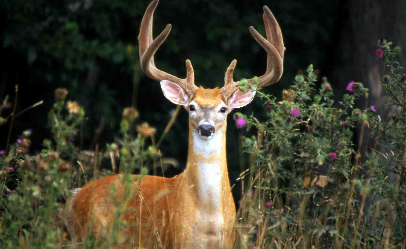 Majestic Stag in Thistle Field Wall Art