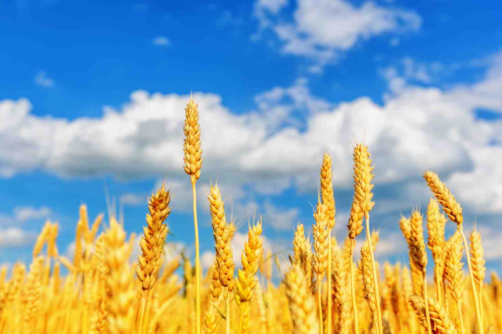 Golden Wheat Field Sky Wall Art