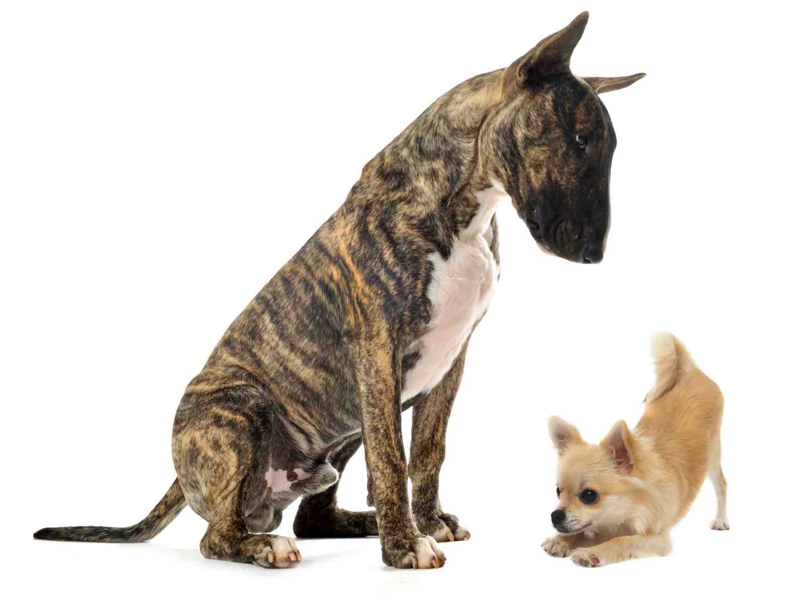 Playful Bull Terrier & Chihuahua Duo Wall Art