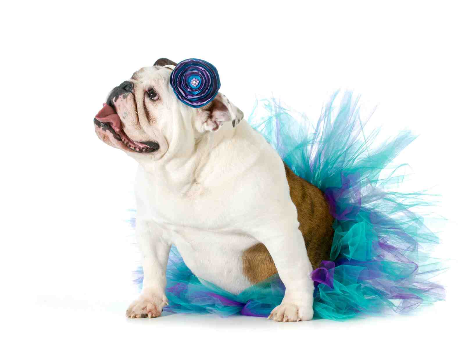 Adorable Bulldog in Tutu Wall Art
