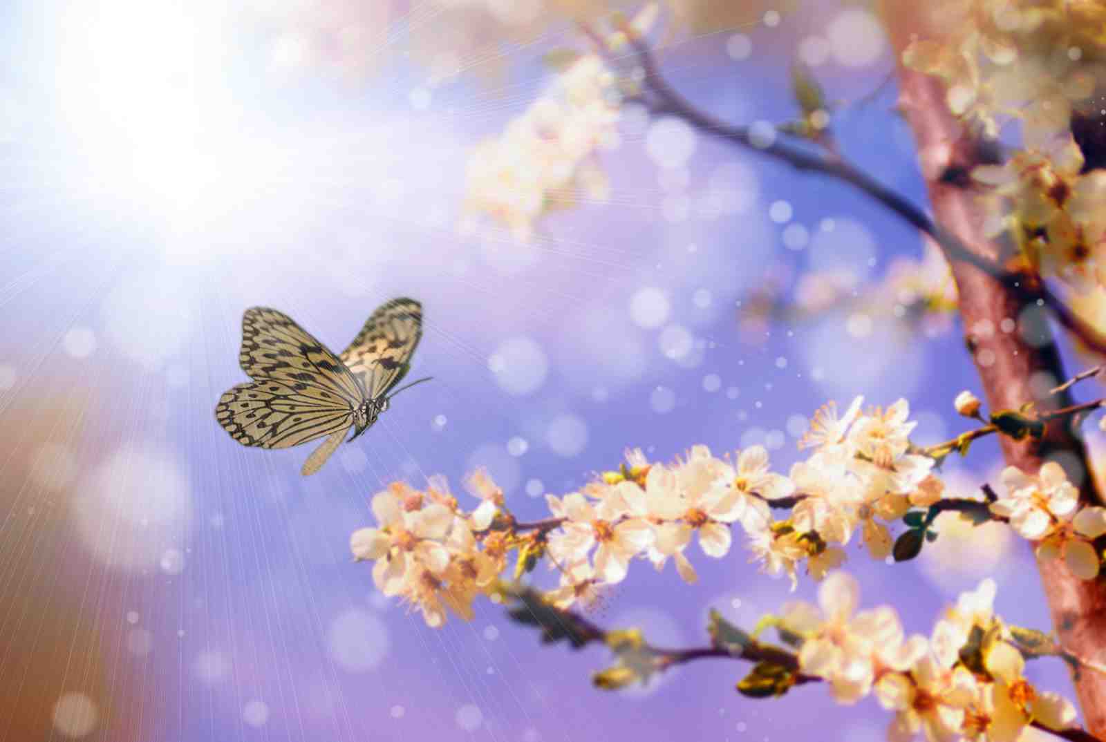 Butterfly & Blossom Dream Wall Art
