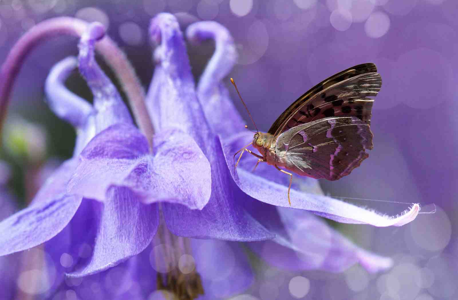 Serene Butterfly on Purple Flower Wall Art