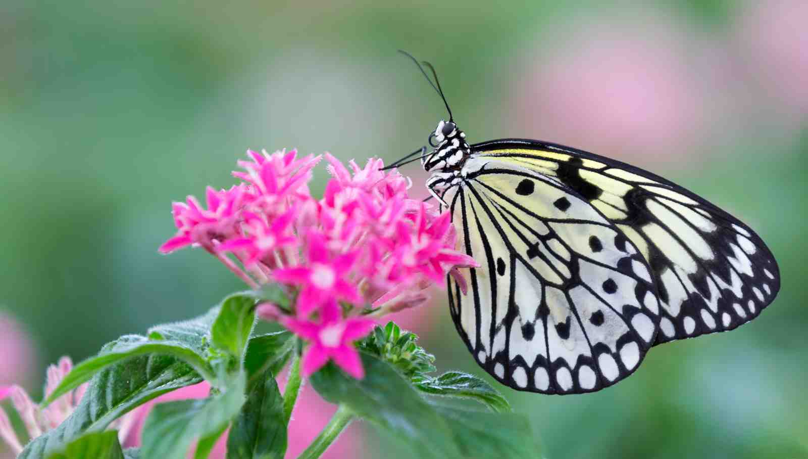 Serene Butterfly & Pink Flowers Wall Art