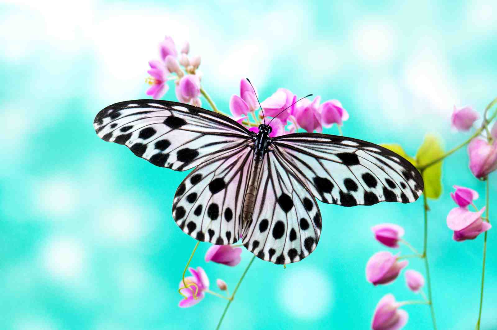 Elegant Butterfly Nature Art Wall Art