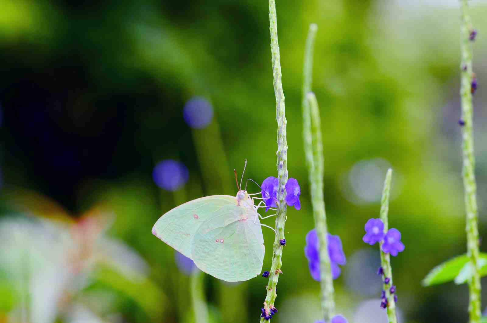 Elegant Pale Yellow Butterfly Nature Wall Art