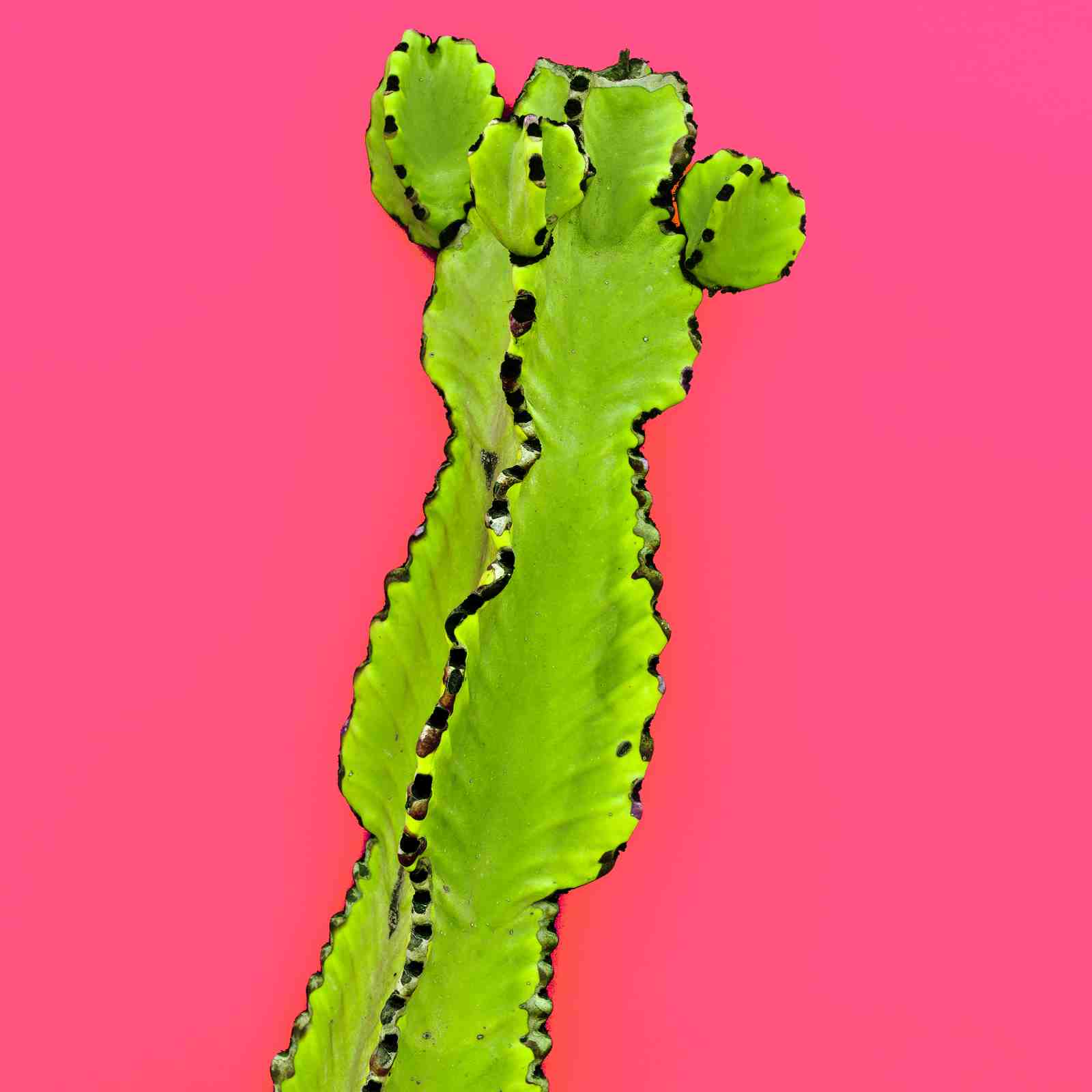 Vibrant Cactus Pop Art Wall Art