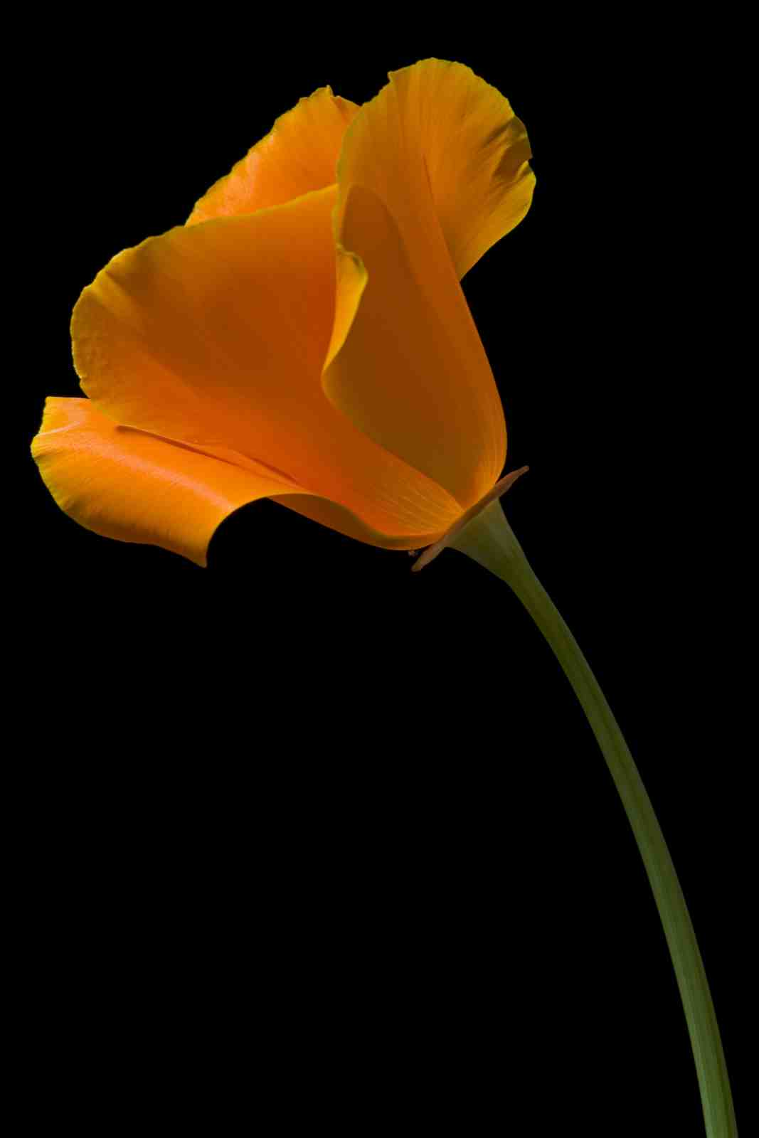 Vibrant Orange California Poppy Wall Art