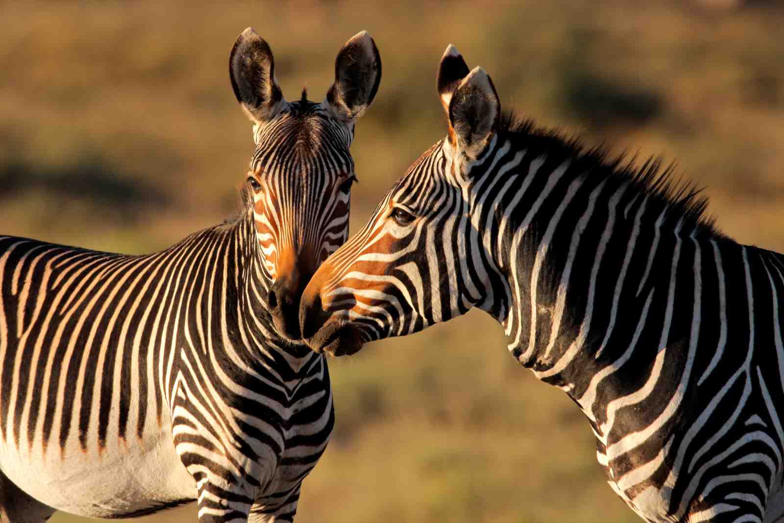 Gentle Zebras Embrace Wall Art