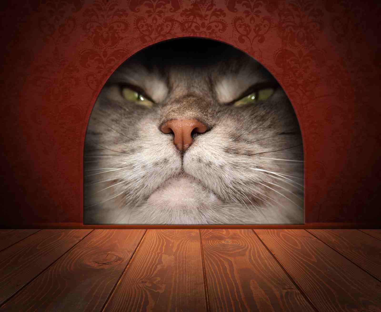Intense Cat Face Fierce Look Wall Art