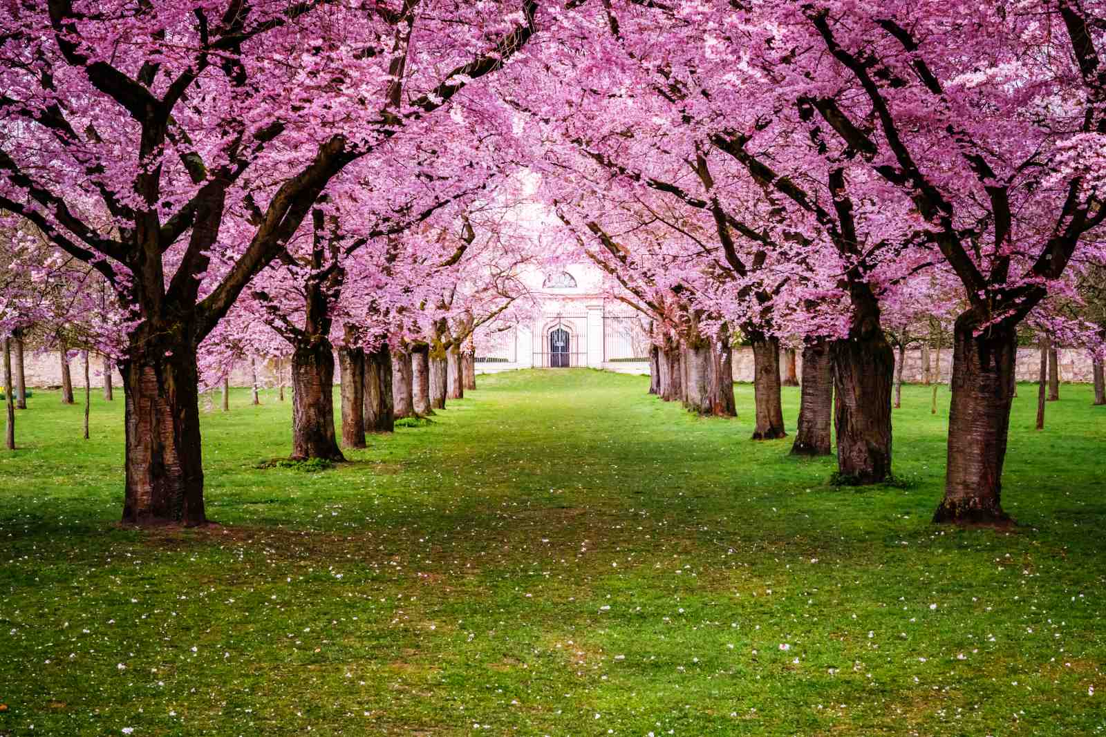 Enchanting Cherry Blossom Path Wall Art