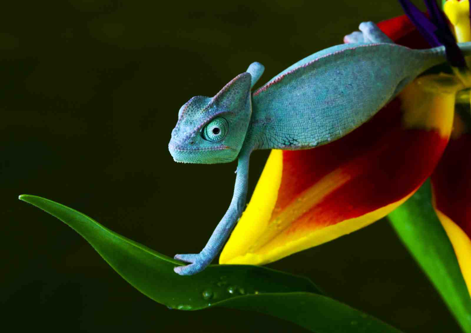 Vibrant Chameleon on Flower Wall Art