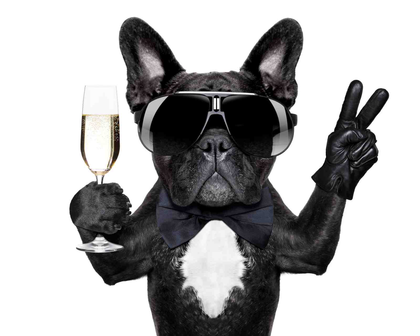 Dapper French Bulldog Champagne Toast Wall Art