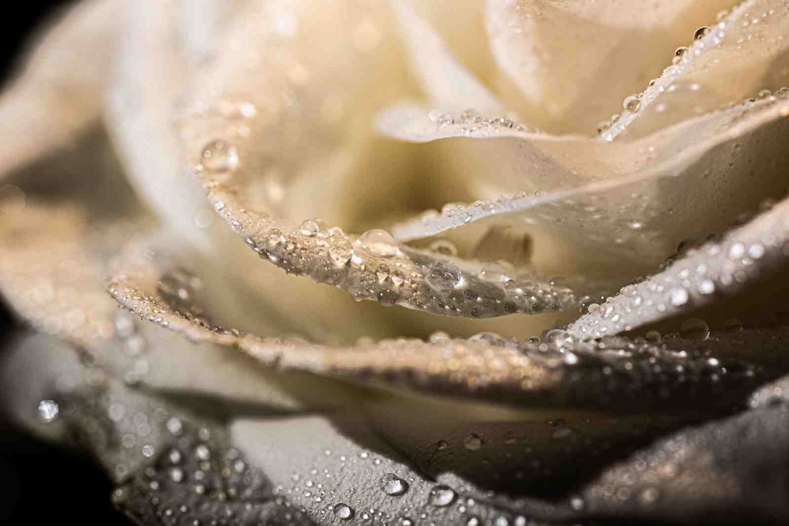 Dewy White Rose Macro Wall Art