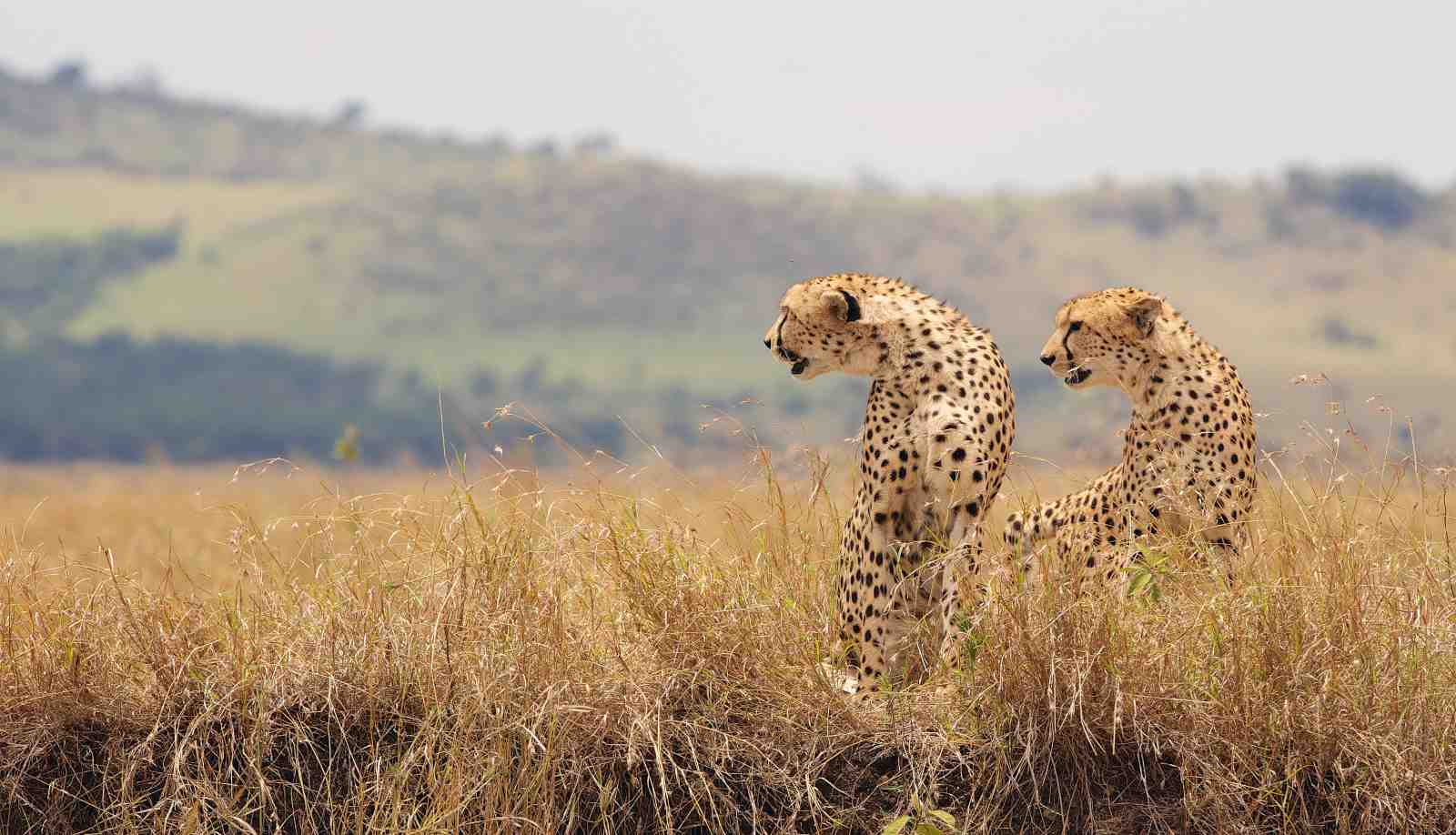 Majestic Cheetah Pair Savannah Wall Art