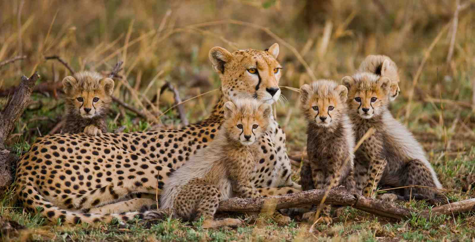 Majestic Cheetah Cubs & Mother Wall Art